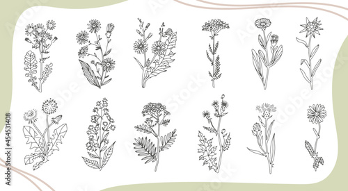 Wild flowers line art. Plants and flowers illustration. Collection of minimalist flowers, herbs and medicinal plants.