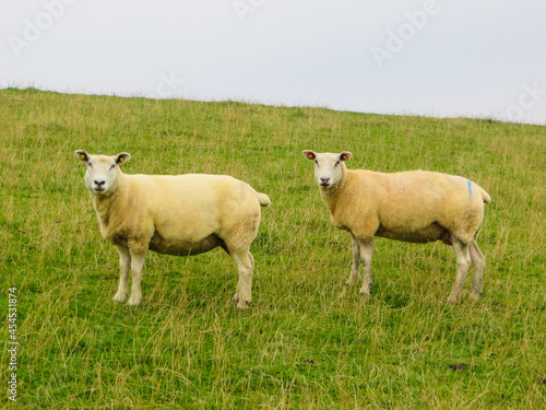Schafe auf Grasdeich