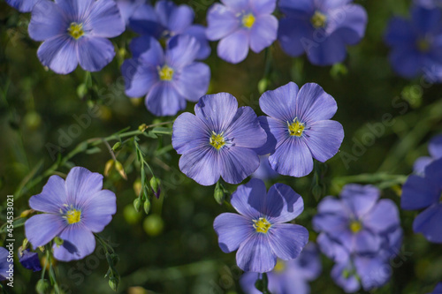 Flax flowers on a flower bed close up, blue flowers