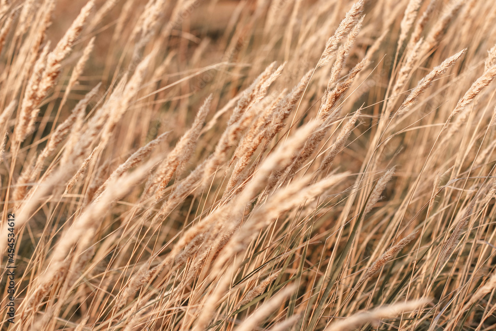 Beautiful abstract closeup of golden dried meadow grass.
Abstract natural background. Natural Beige or Set Sail Champagne Background.
Minimal, stylish, trend concept Beautiful abstract closeup of golden dried meadow grass.
Abstract natural background. Natural Beige or Set Sail Champagne Background.
Minimal, stylish, trend concept