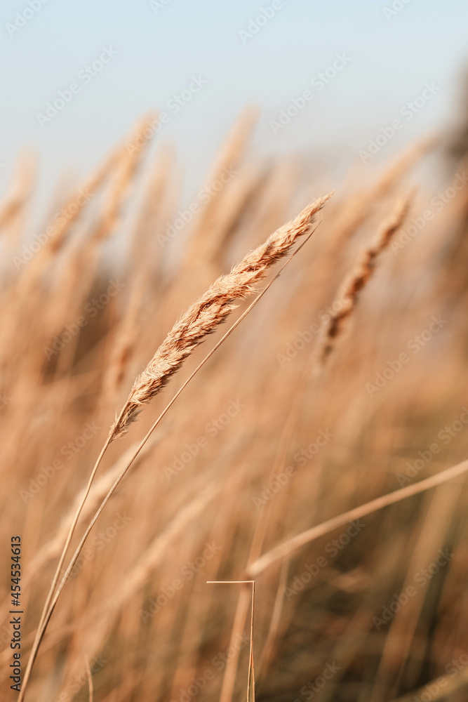 Beautiful abstract closeup of golden dried meadow grass.
Abstract natural background. Natural Beige or Set Sail Champagne Background.
Minimal, stylish, trend concept Beautiful abstract closeup of golden dried meadow grass.
Abstract natural background. Natural Beige or Set Sail Champagne Background.
Minimal, stylish, trend concept
