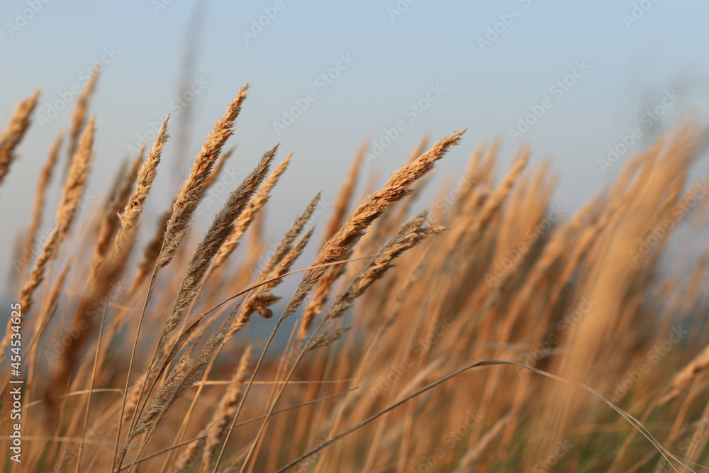 Fototapeta Beautiful abstract closeup of golden dried meadow grass. 
 Abstract natural background. Natural Beige or Set Sail Champagne Background.
Minimal, stylish, trend concept