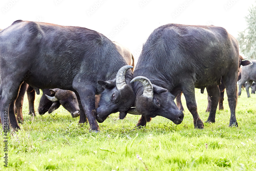 Two young water buffalo (Bubalus bubalis) testing their strength have