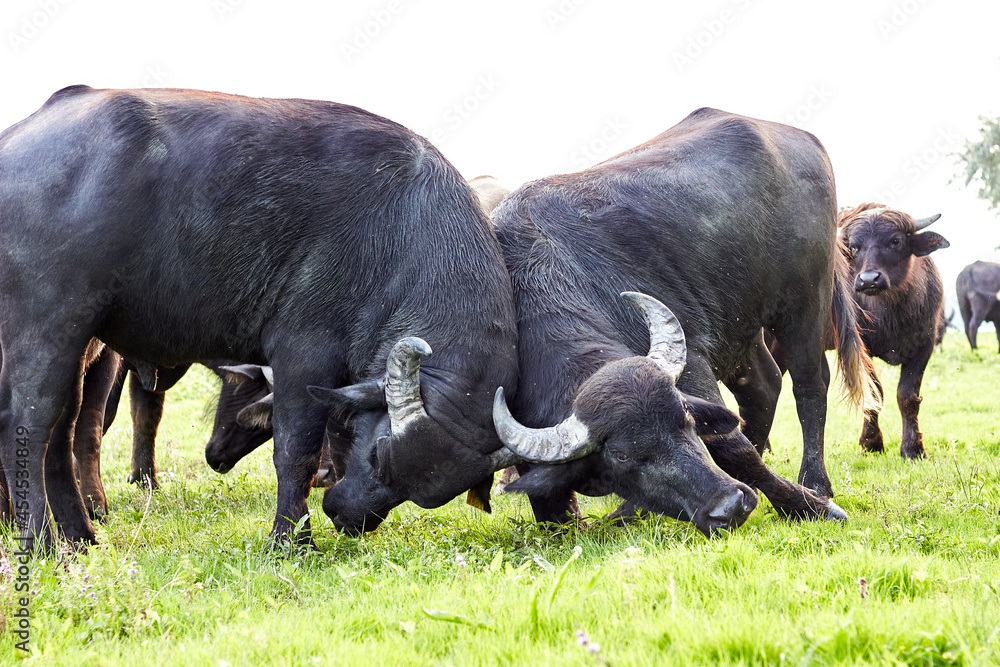 Obraz premium Two young water buffalo (Bubalus bubalis) testing their strength have locked horns. Battle of water buffalo