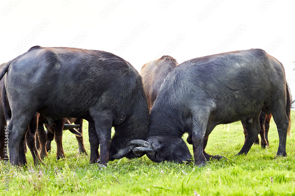 Two young water buffalo (Bubalus bubalis) testing their strength have locked horns. Battle of water buffalo Two young water buffalo (Bubalus bubalis) testing their strength have locked horns. Battle of water buffalo