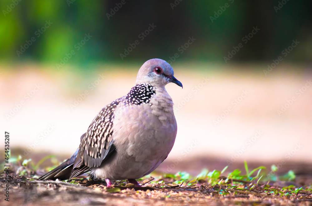 Obraz premium European Turtle Dove (Streptopelia turtur) - Pyrénées-Orientales, is a member of the bird family Columbidae, the doves and pigeons. 