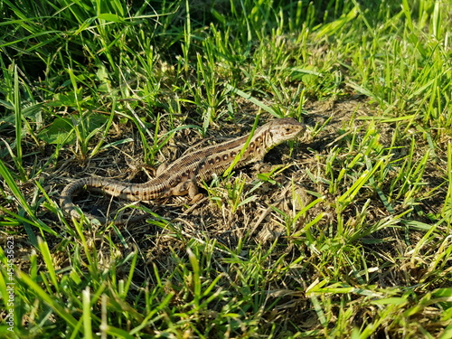 Little lizard basking on the sun. Close up picture. Summer time