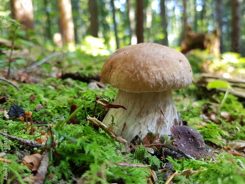 white mushroom in the forest