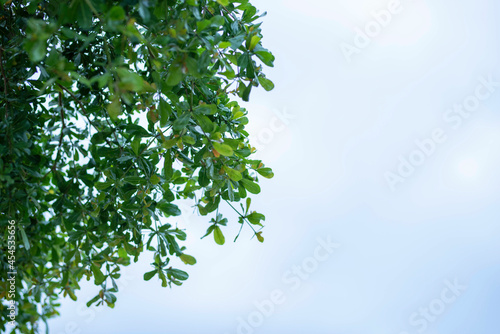 green leaf frame with blue sky and white clouds background  can be used as wallpaper