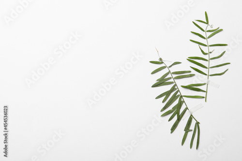 Pressed dried plant leaves on white background. Beautiful herbarium