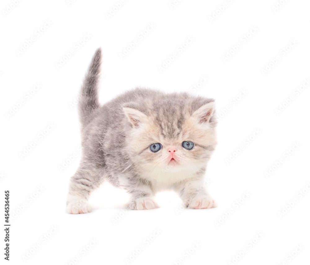 cute persian exotic cat kitten on isolated white background cute persian exotic cat kitten on isolated white background