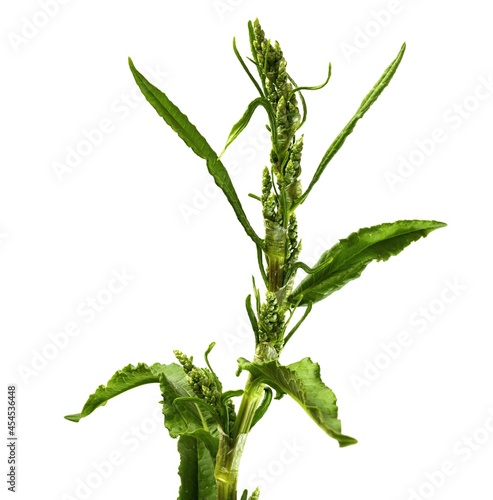 Dysphania ambrosioides, formerly Chenopodium ambrosioides, known as Jesuit tea, Mexican tea, payqu paico, epazote, mastruz, or herba sancta Maria, is an annual or short lived perennial photo