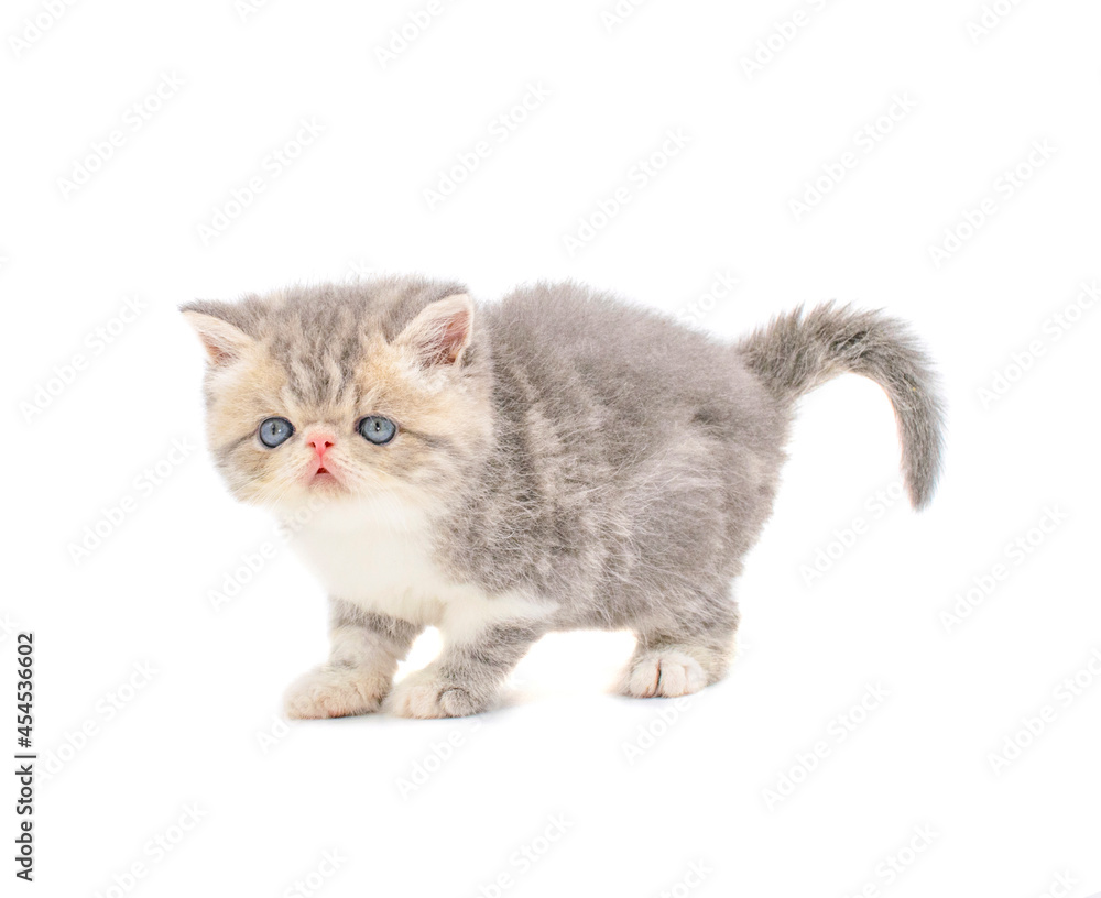 cute persian exotic cat kitten on isolated white background cute persian exotic cat kitten on isolated white background
