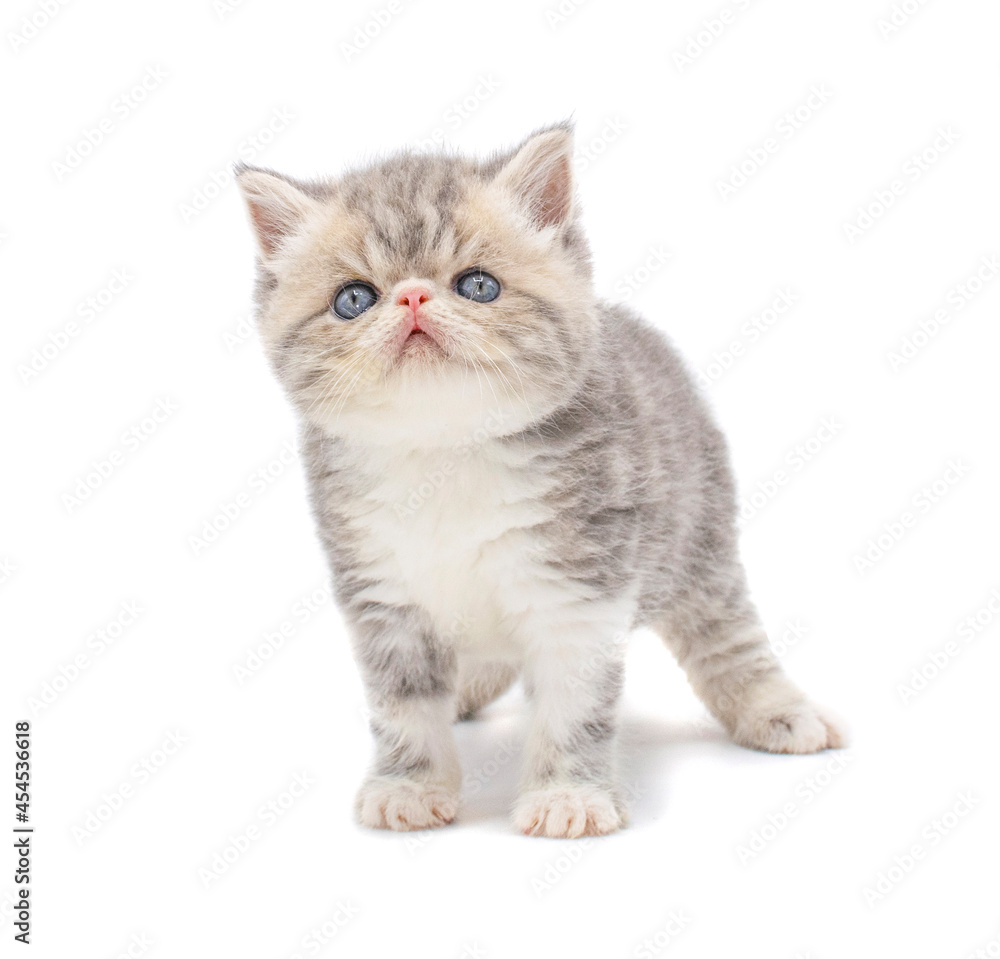 cute persian exotic cat kitten on isolated white background cute persian exotic cat kitten on isolated white background