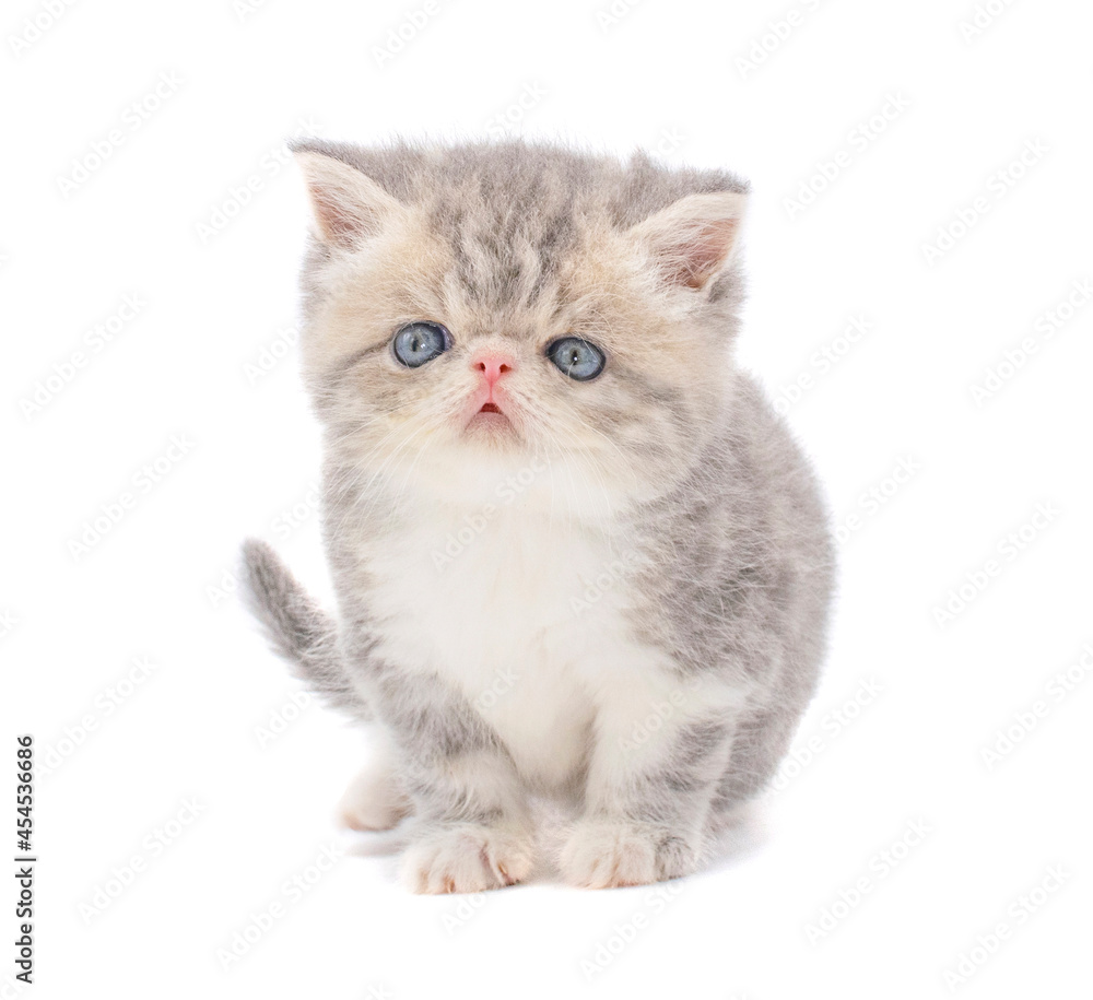 Fototapeta premium cute persian exotic cat kitten on isolated white background