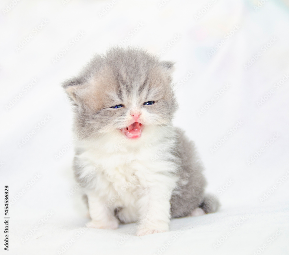 cute persian exotic cat kitten on isolated white background