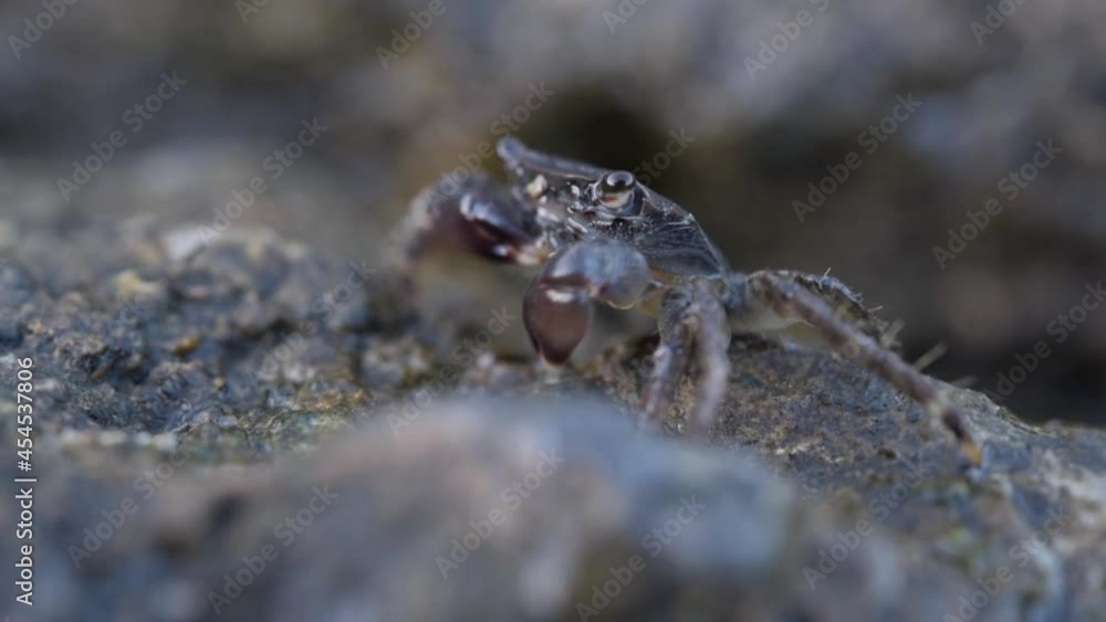 Brown crab on the rock beach eating seaweed with his claws and blowing bubbles Brown crab on the rock beach eating seaweed with his claws and blowing bubbles