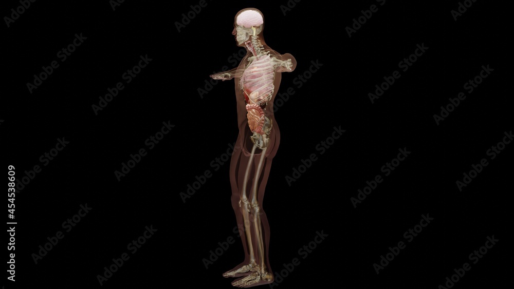 3d illustration of Human anatomy, muscles, organs, bones. Creative color palettes and designer details, unstructured showing parts, 3d render