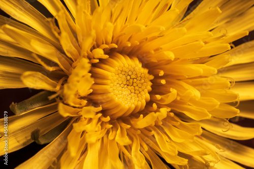 The center of the yellow dandelion flower approximately