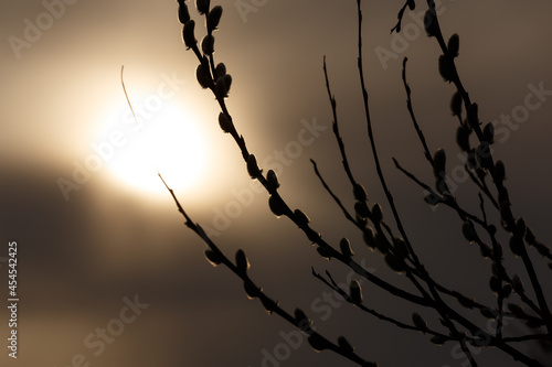 Willow catkins on many branches lit by setting sun, backlight