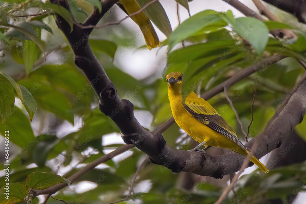 closeup view of a black-naped oriole in nature closeup view of a black-naped oriole in nature