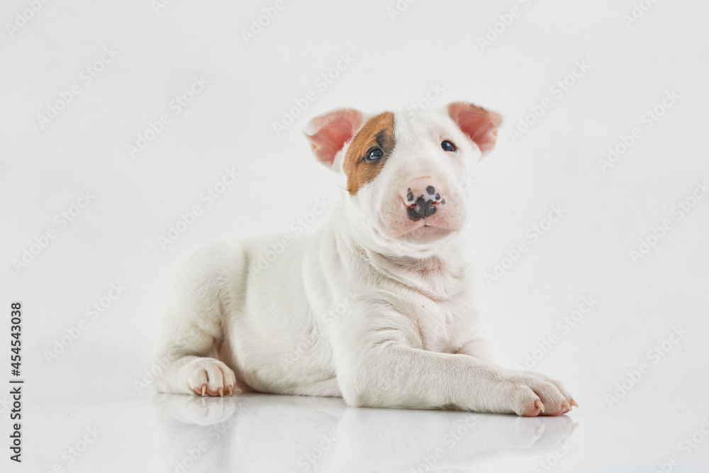 Bull terrier dog isolated against grey background. Studio portrait. Miniature bull terrier puppy posing on shot.