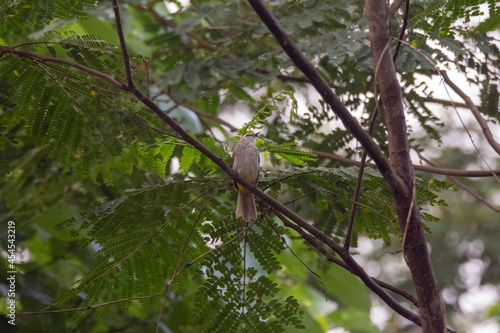 closeup view of yelow-vented bulbul in nature