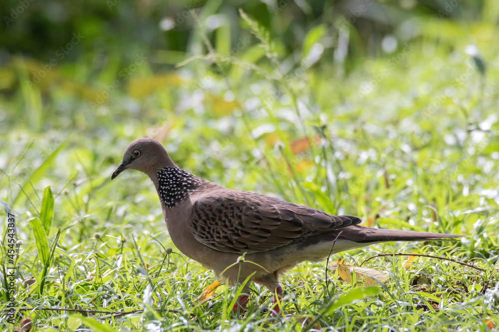 custom made wallpaper toronto digitalcloseup view of a spotted dove in nature
