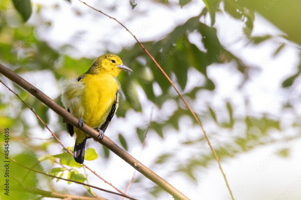 Common Iora (Aegithina tiphia) perched on tree branch looking for fruits in natural habitat Common Iora (Aegithina tiphia) perched on tree branch looking for fruits in natural habitat