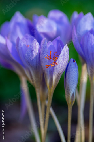 Crocus speciosus autumn blue purple flowering plant with orange yellow center, Biebersteins crocus flowers in bloom photo