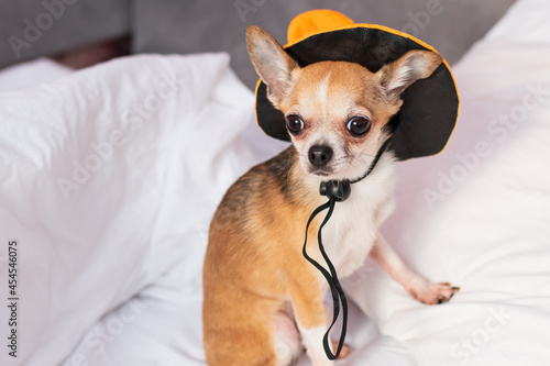 Obraz na plátně Purebred Chihuahua dog posing for Halloween on a yellow background