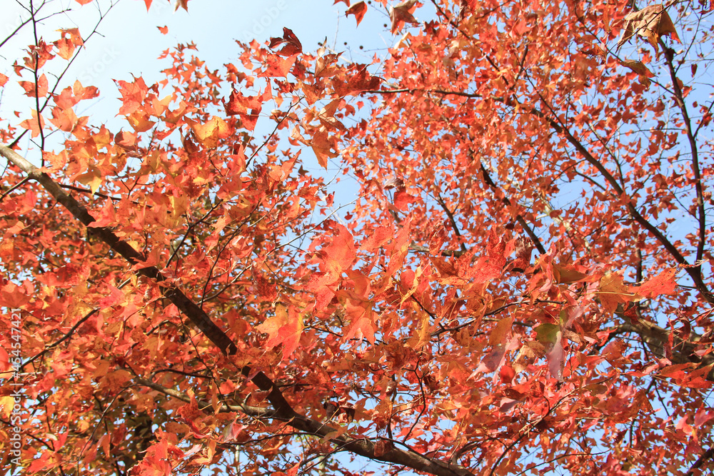 Beautiful Autumn with Red Leaves Beautiful Autumn with Red Leaves