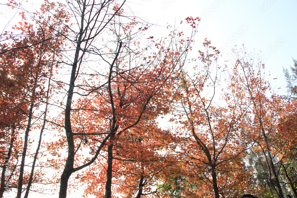 Beautiful Autumn with Red Leaves