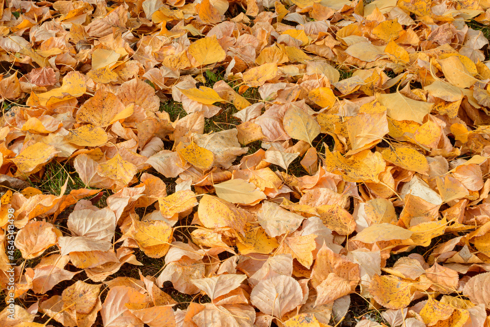 A carpet of beautiful maple leaves on the grass A carpet of beautiful maple leaves on the grass