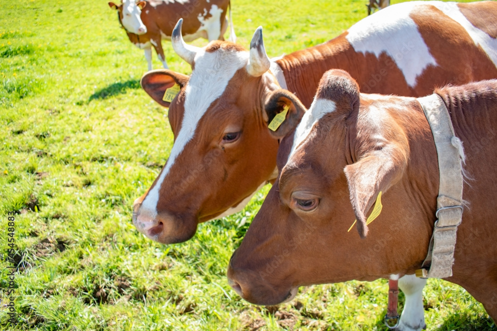 Beautiful swiss cows. Alpine meadows. Mountains. 