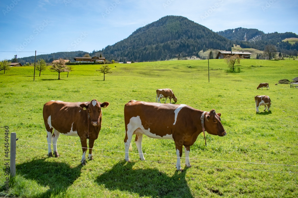 Beautiful swiss cows. Alpine meadows. Mountains. Beautiful swiss cows. Alpine meadows. Mountains.