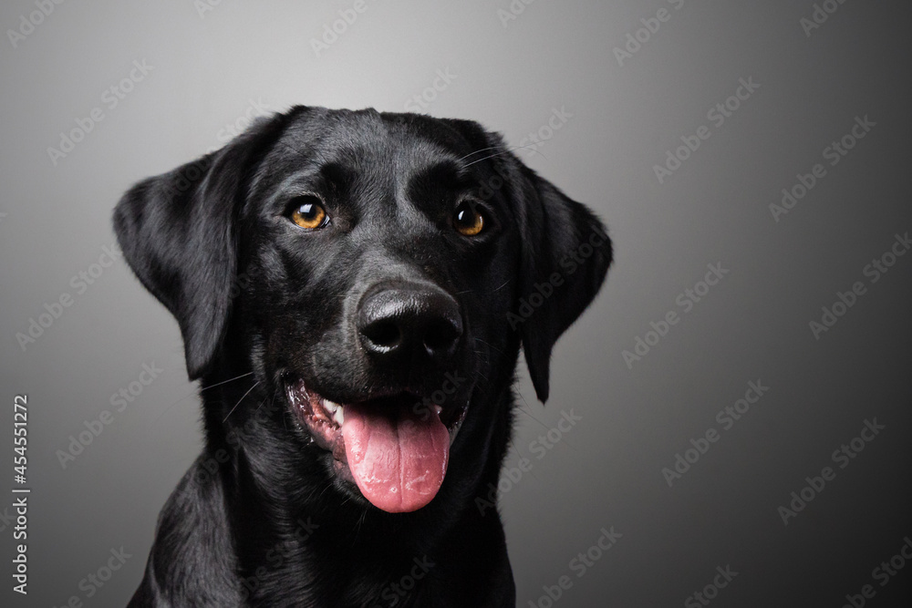 black labrador retriever head shot close up grey background black labrador retriever head shot close up grey background