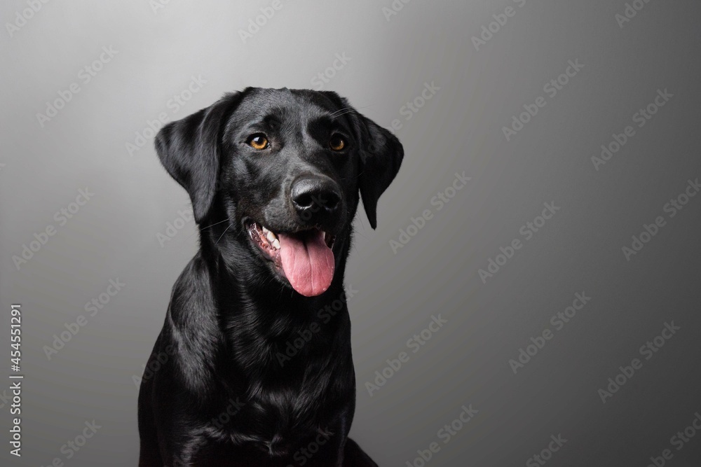 black labrador retriever head and shoulders on grey background black labrador retriever head and shoulders on grey background