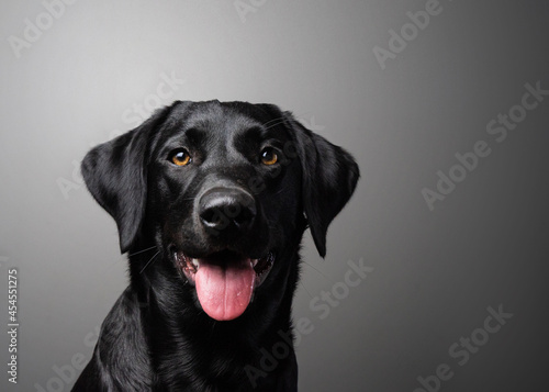 black labrador retriever head shot only on grey background © robling98