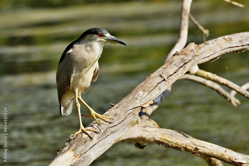 Black-crowned Night-Herons
These social birds breed in colonies of stick nests usually built over water. They live in fresh, salt, and brackish wetlands. Black-crowned Night-Herons
These social birds breed in colonies of stick nests usually built over water. They live in fresh, salt, and brackish wetlands.