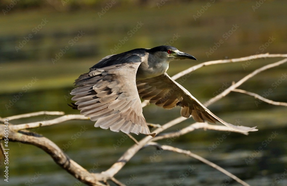 Obraz premium Black-crowned Night-Herons These social birds breed in colonies of stick nests usually built over water. They live in fresh, salt, and brackish wetlands.