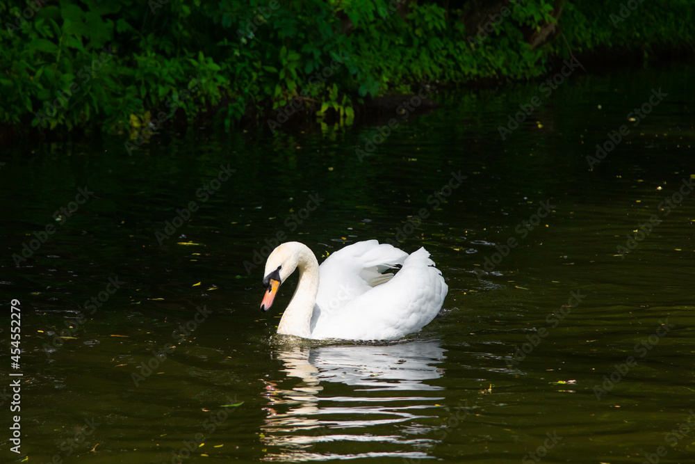 Beautiful white swan in the lake Beautiful white swan in the lake