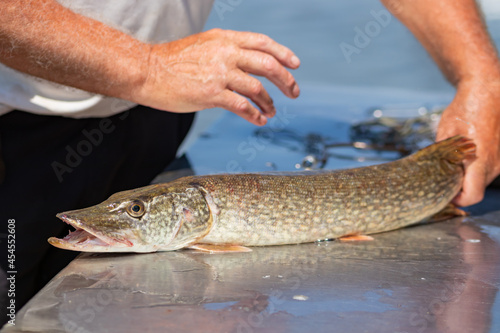 Fototapeta Naklejka Na Ścianę i Meble -  A fisherman holds a pike fish on a cutting table