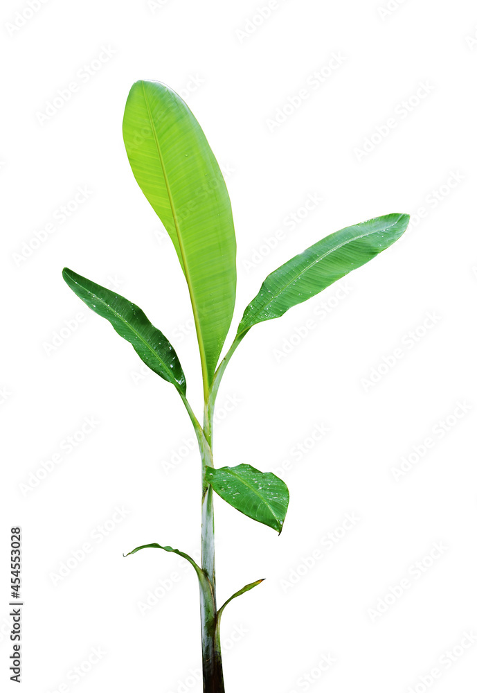 banana tree on a white background