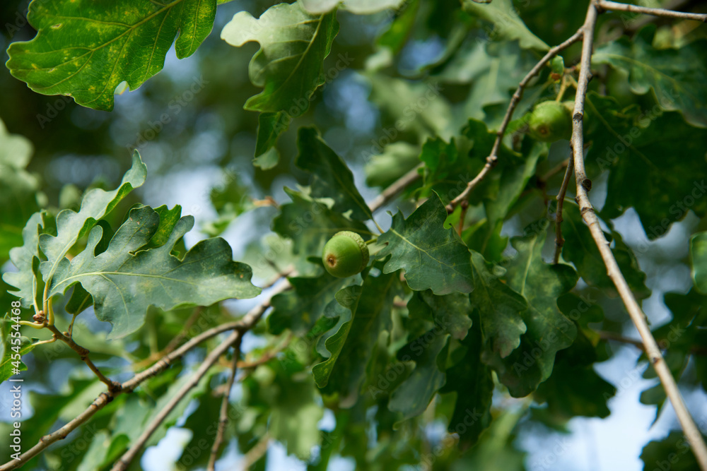 Oak branch with green leaves and acorns on a sunny day. Oak tree in summer. Blurred leaf background. Closeup. Oak branch with green leaves and acorns on a sunny day. Oak tree in summer. Blurred leaf background. Closeup.