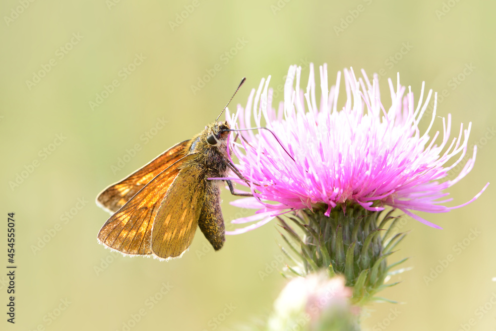 Schmetterling 929 Schmetterling 929