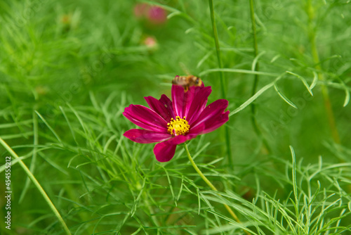 Close up of cosmeas on blurry background. Beautiful decorative flowers with bright buds. Concept of nature background. Selective focus.