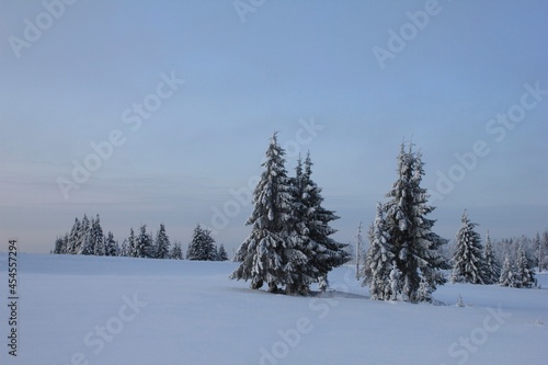 Three Christmas trees on a natural winter landscape in the Perm Territory
