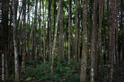 dense forest in the humid tropics trees