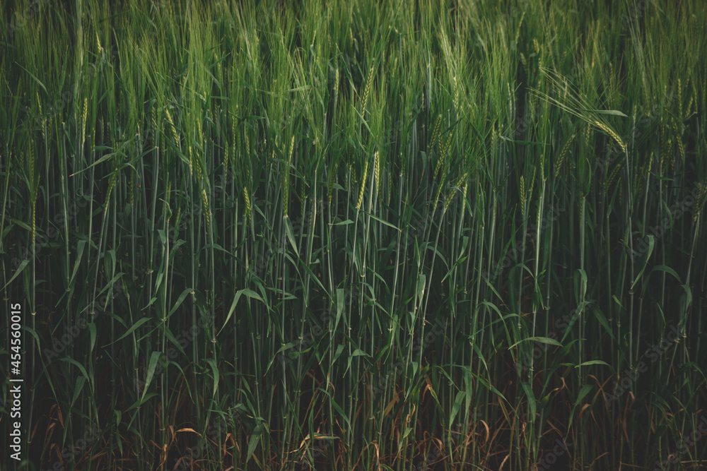 Obraz premium The rye green growing in the field. Rye ear close up. Secale cereale. Poaceae Family. The rye growing in the field. crops of Rye (Secale cereale) in the green ears phase